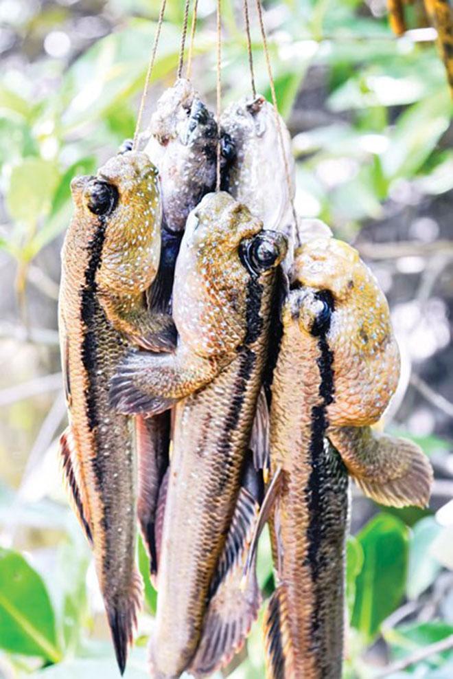 Tới Cà Mau đừng bỏ qua món cá amp;#34;có chânamp;#34; leo cây thoăn thoắt - 7