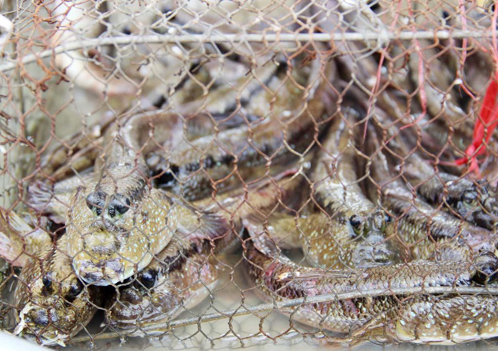 Tới Cà Mau đừng bỏ qua món cá amp;#34;có chânamp;#34; leo cây thoăn thoắt - 6