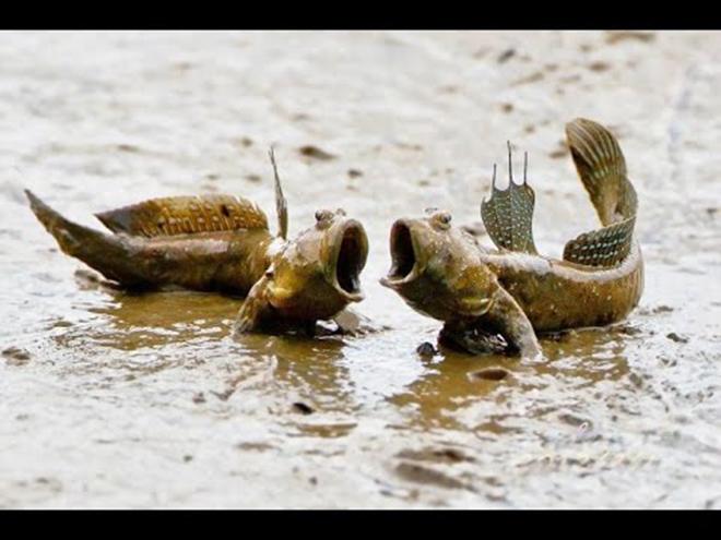 Tới Cà Mau đừng bỏ qua món cá amp;#34;có chânamp;#34; leo cây thoăn thoắt - 5