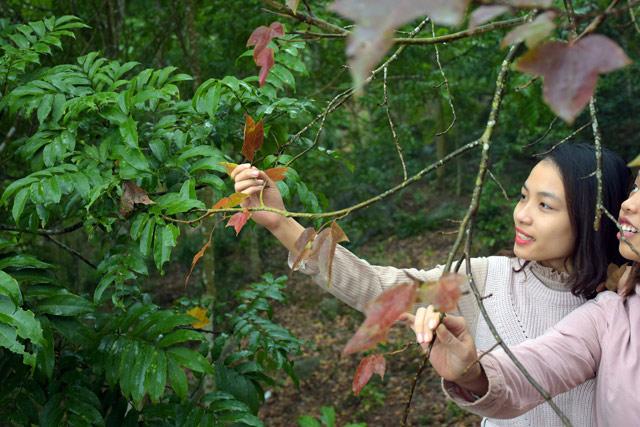 Ít người biết, ngay gần Hà Nội đã có rừng phong lá đỏ - 14