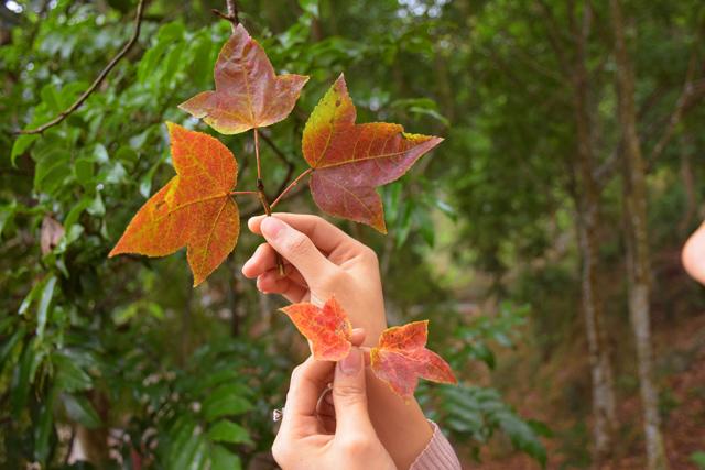 Ít người biết, ngay gần Hà Nội đã có rừng phong lá đỏ - 5