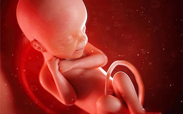 Không chỉ ngủ và đạp, em bé còn biết làm đủ trò thú vị trong bụng mẹ - 1