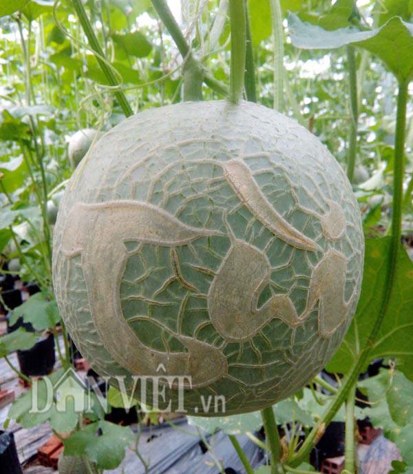 Ngắm giàn dưa lưới in chữ siêu amp;#34;độcamp;#34; của chàng trai 9X Đồng Tháp - 3