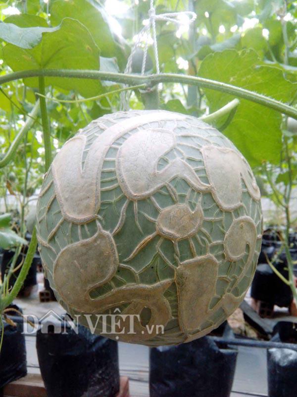 Ngắm giàn dưa lưới in chữ siêu amp;#34;độcamp;#34; của chàng trai 9X Đồng Tháp - 9
