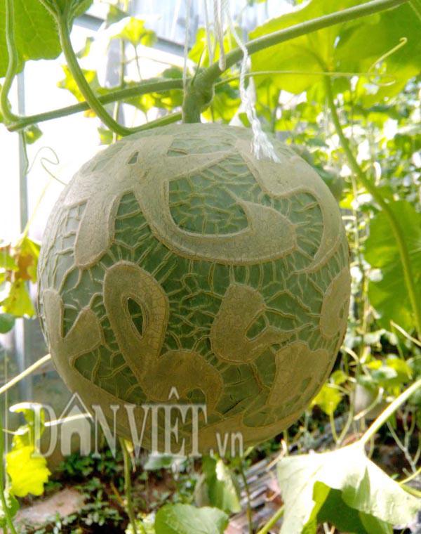 Ngắm giàn dưa lưới in chữ siêu amp;#34;độcamp;#34; của chàng trai 9X Đồng Tháp - 10