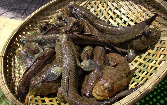 Tới Cà Mau đừng bỏ qua món cá amp;#34;có chânamp;#34; leo cây thoăn thoắt - 1