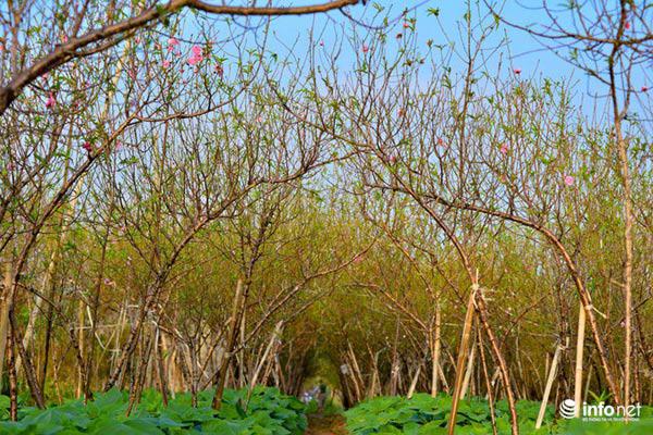 Ảnh: Đào Nhật Tân khoe sắc xuống phố đón Tết sớm - 1
