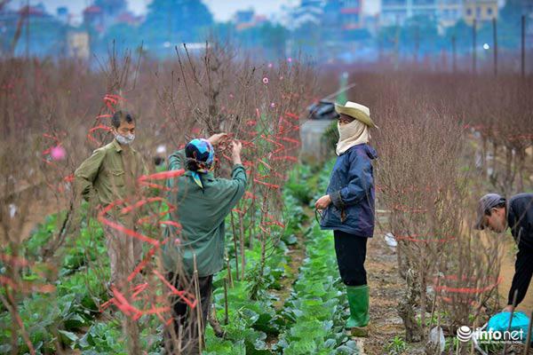 Ảnh: Đào Nhật Tân khoe sắc xuống phố đón Tết sớm - 10