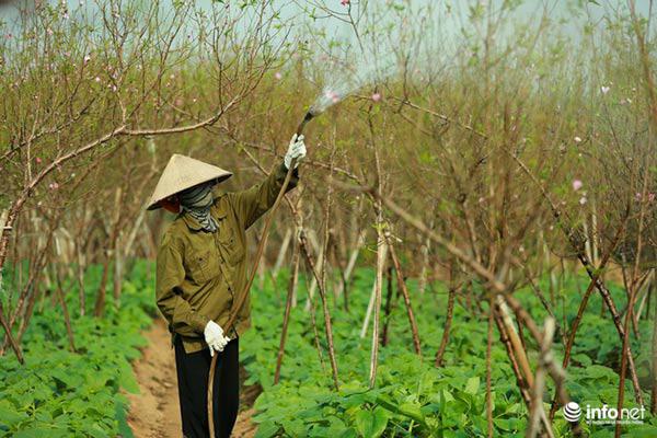 Ảnh: Đào Nhật Tân khoe sắc xuống phố đón Tết sớm - 2