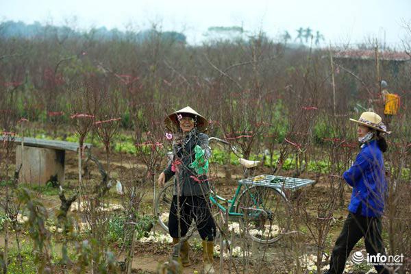 Ảnh: Đào Nhật Tân khoe sắc xuống phố đón Tết sớm - 5