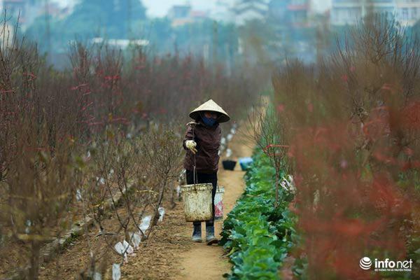 Ảnh: Đào Nhật Tân khoe sắc xuống phố đón Tết sớm - 7