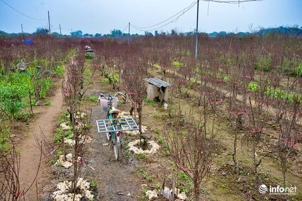 Ảnh: Đào Nhật Tân khoe sắc xuống phố đón Tết sớm - 8