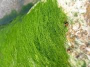 Du lịch - Ở Tây Bắc, người ta biến rêu thành đặc sản thơm ngon