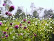 Du lịch - Không thể tin nổi giữa Sài Gòn có cánh đồng hoa đẹp đến thế!