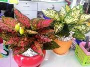 Nhà đẹp - Trồng cây phú quý chơi Tết để vừa lọc sạch không khí trong nhà lại thêm giàu sang