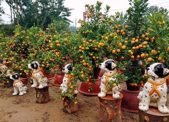 Đào, quất Tết sẽ “đứng giá”? - 1