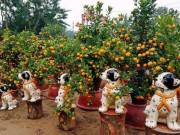 Mua sắm - Giá cả - Đào, quất Tết sẽ “đứng giá”?