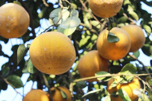 Những mẹo chọn bưởi Diễn ngọt có thể chị em chưa biết - 3