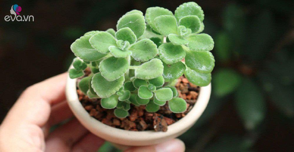 cây nhất mạt hương là cây gì