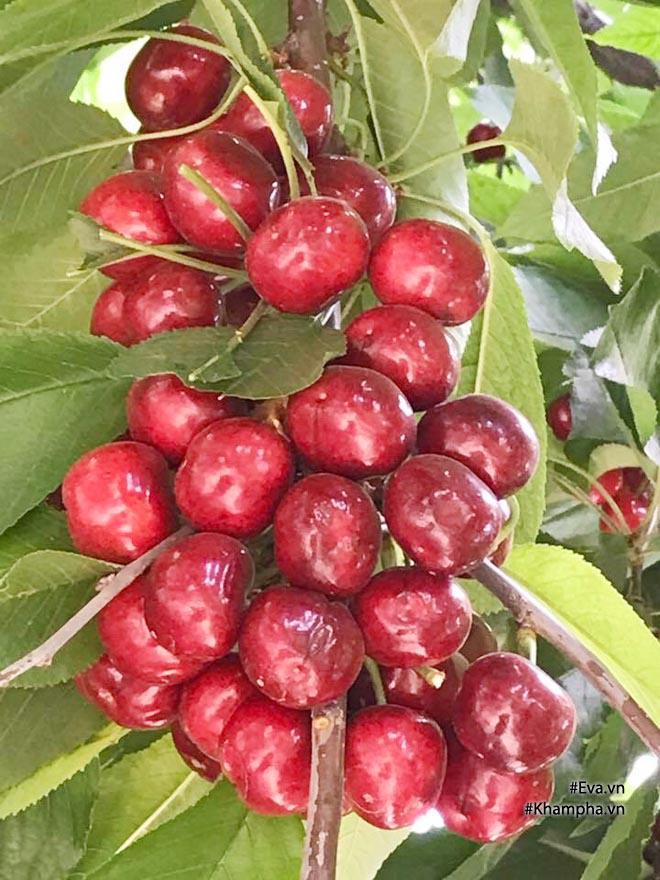 Khu vườn 300m² sai trĩu cherry, nho, cam,... đáng ngưỡng mộ của mẹ Việt ở Mỹ - 9