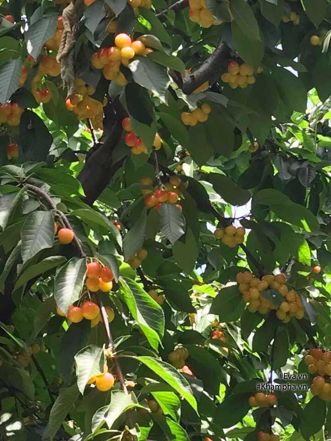 Khu vườn 300m² sai trĩu cherry, nho, cam,... đáng ngưỡng mộ của mẹ Việt ở Mỹ - 11