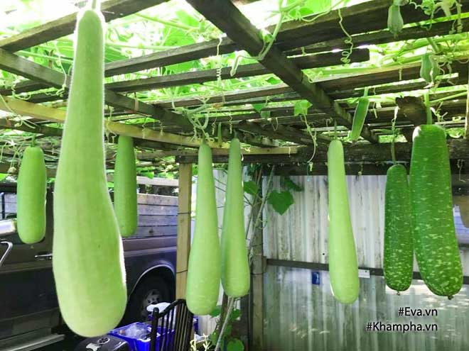 Khu vườn 300m² sai trĩu cherry, nho, cam,... đáng ngưỡng mộ của mẹ Việt ở Mỹ - 14
