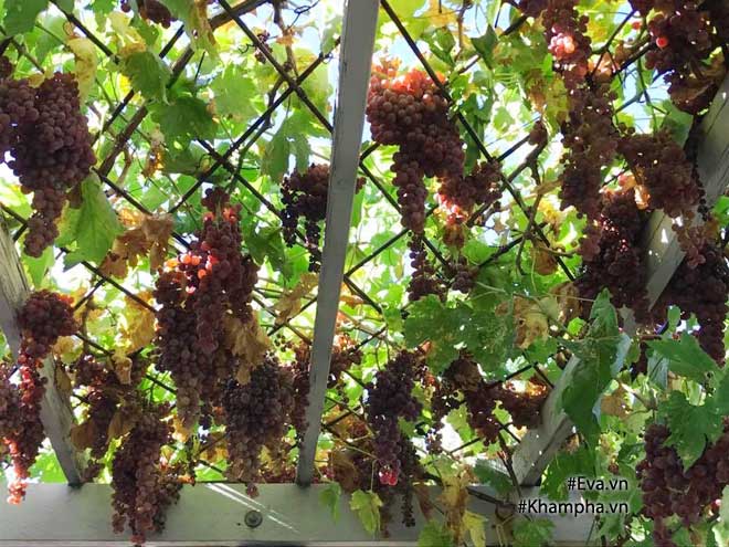 Khu vườn 300m² sai trĩu cherry, nho, cam,... đáng ngưỡng mộ của mẹ Việt ở Mỹ - 5