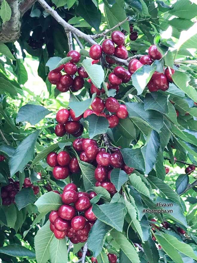 Khu vườn 300m² sai trĩu cherry, nho, cam,... đáng ngưỡng mộ của mẹ Việt ở Mỹ - 8