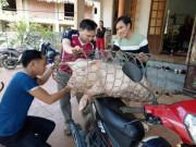 Tin tức - U23 Việt Nam - U23 Qatar: Gia đình thủ môn Bùi Tiến Dũng mổ lợn, thịt nhím đãi cả làng