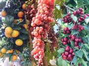 Nhà đẹp - Khu vườn 300m² sai trĩu cherry, nho, cam,... đáng ngưỡng mộ của mẹ Việt ở Mỹ