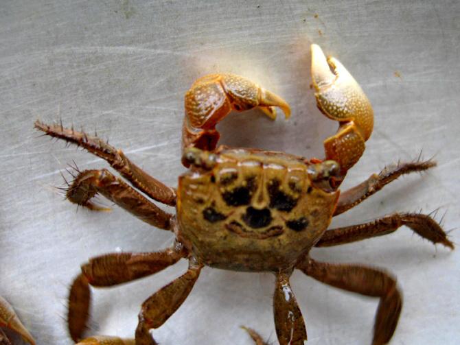 Về quê thủ môn Bùi Tiến Dũng có đặc sản gì ngon? - 7