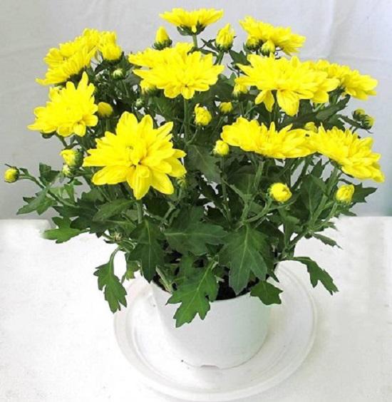 Top 10 loại hoa trang trí Tết mang lại thịnh vượng cho gia chủ