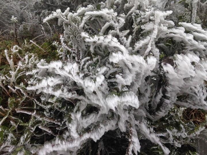 Lạnh -1,4 độ C, băng giá phủ trắng đỉnh Mẫu Sơn - 5