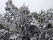 Tin tức - Lạnh -1,4 độ C, băng giá phủ trắng đỉnh Mẫu Sơn