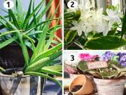 Nhà đẹp - 15 loại cây cảnh lọc bụi, lọc khí độc, bức xạ tốt nhất mà nhà nào cũng nên trồng