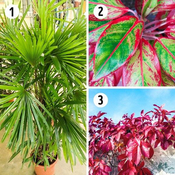 15 loại cây cảnh lọc bụi, lọc khí độc, bức xạ tốt nhất mà nhà nào cũng nên trồng - 5