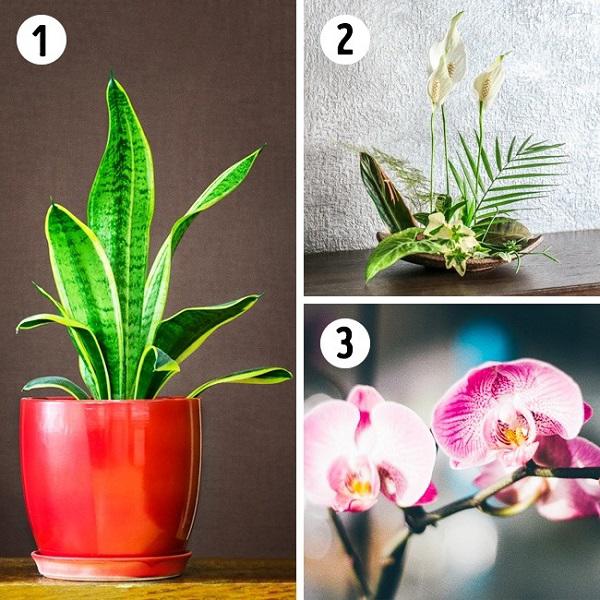 15 loại cây cảnh lọc bụi, lọc khí độc, bức xạ tốt nhất mà nhà nào cũng nên trồng - 3