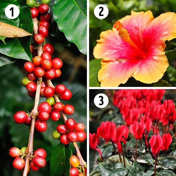 15 loại cây cảnh lọc bụi, lọc khí độc, bức xạ tốt nhất mà nhà nào cũng nên trồng - 4