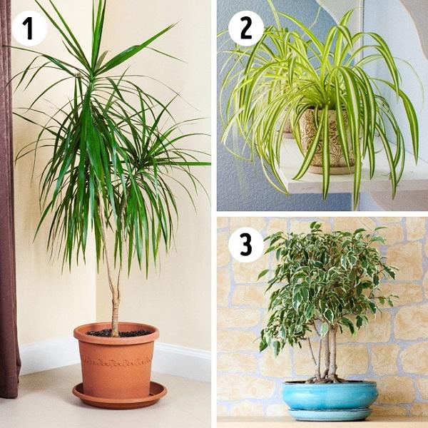 15 loại cây cảnh lọc bụi, lọc khí độc, bức xạ tốt nhất mà nhà nào cũng nên trồng - 1