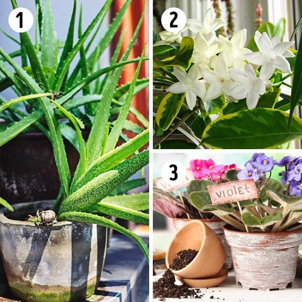 15 loại cây cảnh lọc bụi, lọc khí độc, bức xạ tốt nhất mà nhà nào cũng nên trồng - 2