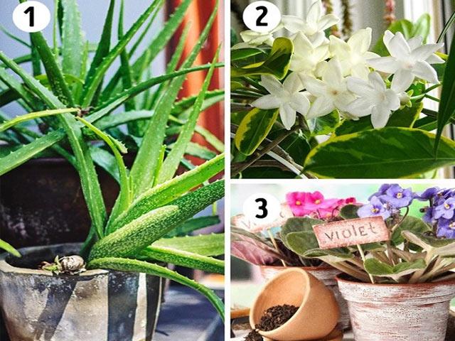 Top 15 Cây Cảnh Lọc Bụi, Lọc Khí Độc Và Bức Xạ Mà Nhà Nào Cũng Nên Trồng
