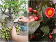 Nhà đẹp - Nhìn là phát hiện ngay cây cảnh gắn keo nhờ những cách này, tránh tiền mất tật mang