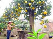 Nhà đẹp - Top cây cảnh tiền tỷ chơi Tết Mậu Tuất 2018 đẹp mê hồn chỉ đại gia mới mạnh tay chi
