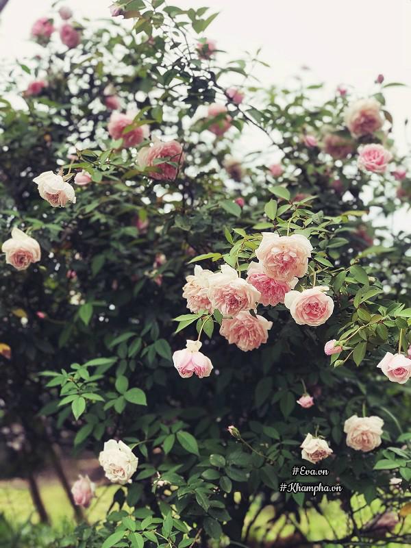 "tha hon" trong nha vuon tho mong 3000m² nhu resort cua nu bien tap vien vtv xinh dep - 11