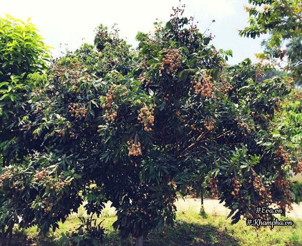 "tha hon" trong nha vuon tho mong 3000m² nhu resort cua nu bien tap vien vtv xinh dep - 20