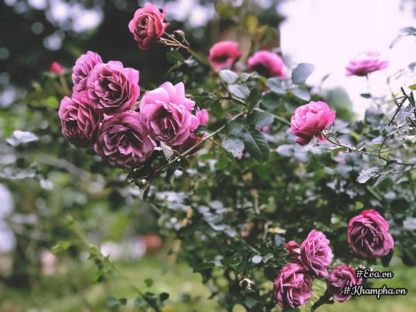 "tha hon" trong nha vuon tho mong 3000m² nhu resort cua nu bien tap vien vtv xinh dep - 10