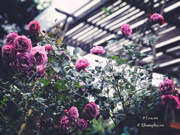 "tha hon" trong nha vuon tho mong 3000m² nhu resort cua nu bien tap vien vtv xinh dep - 14