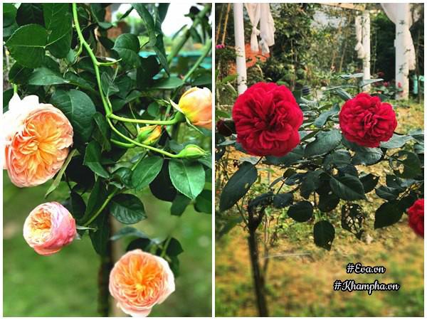 "tha hon" trong nha vuon tho mong 3000m² nhu resort cua nu bien tap vien vtv xinh dep - 12