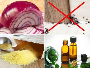 3 cách đuổi sạch muỗi, gián, kiến ra khỏi nhà "dễ như ăn kẹo" mà không cần dùng hóa chất