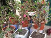 Nhà đẹp - Đào Thất Thốn tiến vua bán "nhan nhản": Hóa ra đào Trung Quốc, chơi một lần là bỏ đi